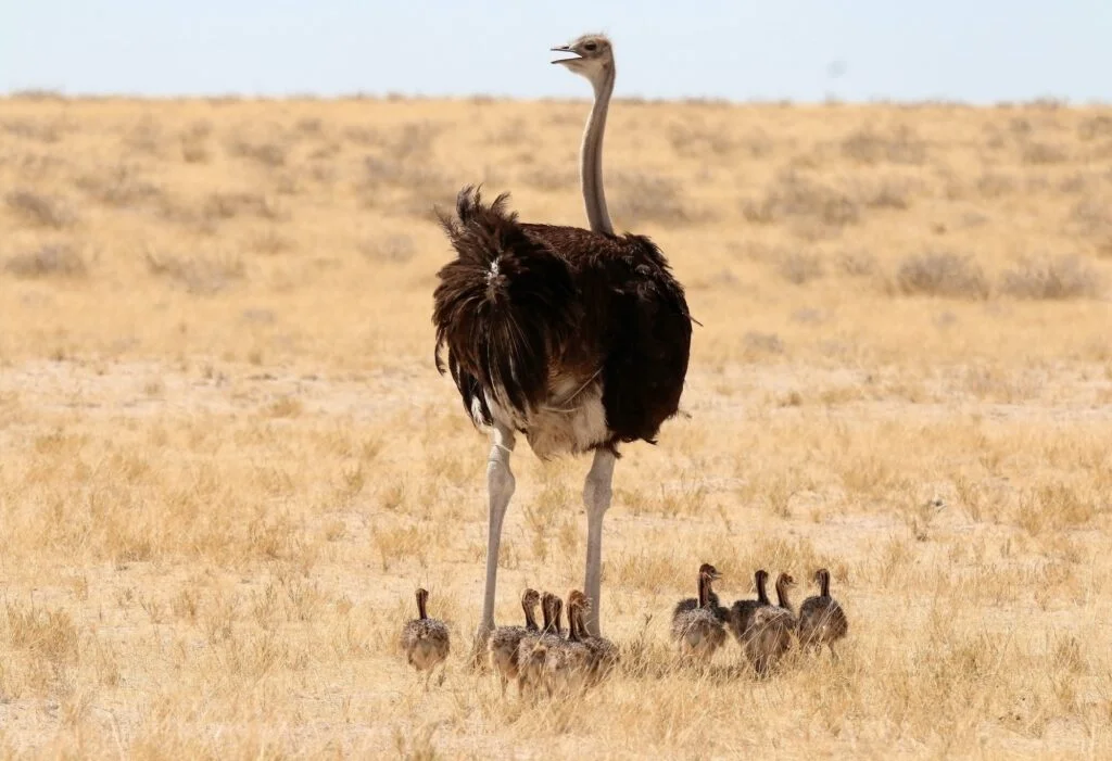 ANIMALES DEL DESIERTO » Lista, Ejemplos y Características Mother ostrich with her baby ostriches captured in a field on a sunny day