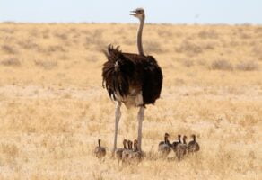Mother ostrich with her baby ostriches captured in a field on a sunny day