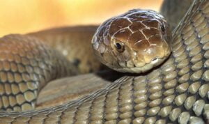 Serpientes más venenosas. Foto por Envato.