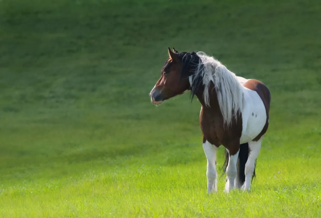 CABALLO MUSTANG » Descripción, Hábitat, Alimentación Mustang horse stand on green meadow.