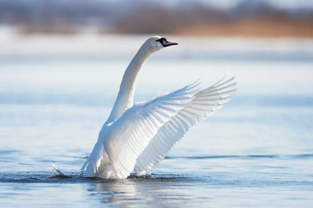 ANIMALES AÉREOS » Haz que tu conocimiento vuele con ellos Mute swan flapping wings