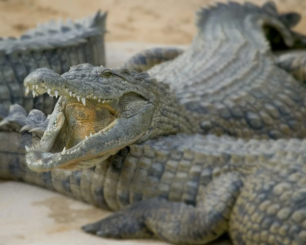 COCODRILO MARINO » Características, Alimentación, Reproducción Open mouthed crocodiles on wildlife park beach, Djerba, Tunisia