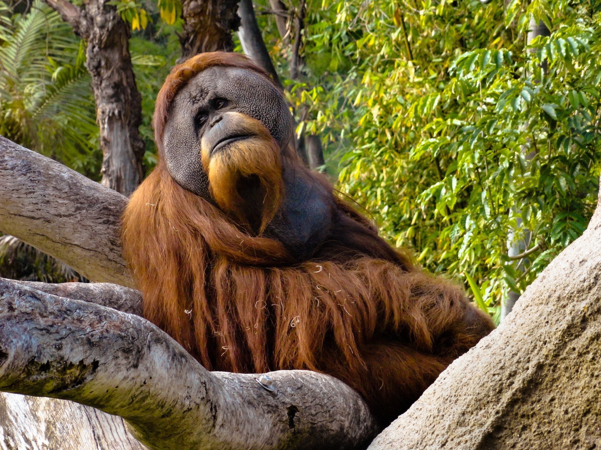 Orangutan at the San Diego Zoo