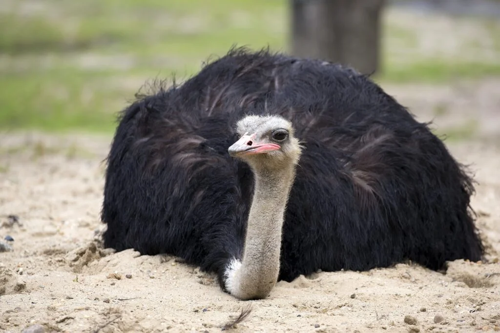 AVESTRUZ » Cómo es, Qué come, Cómo se reproduce Ostrich in the wild