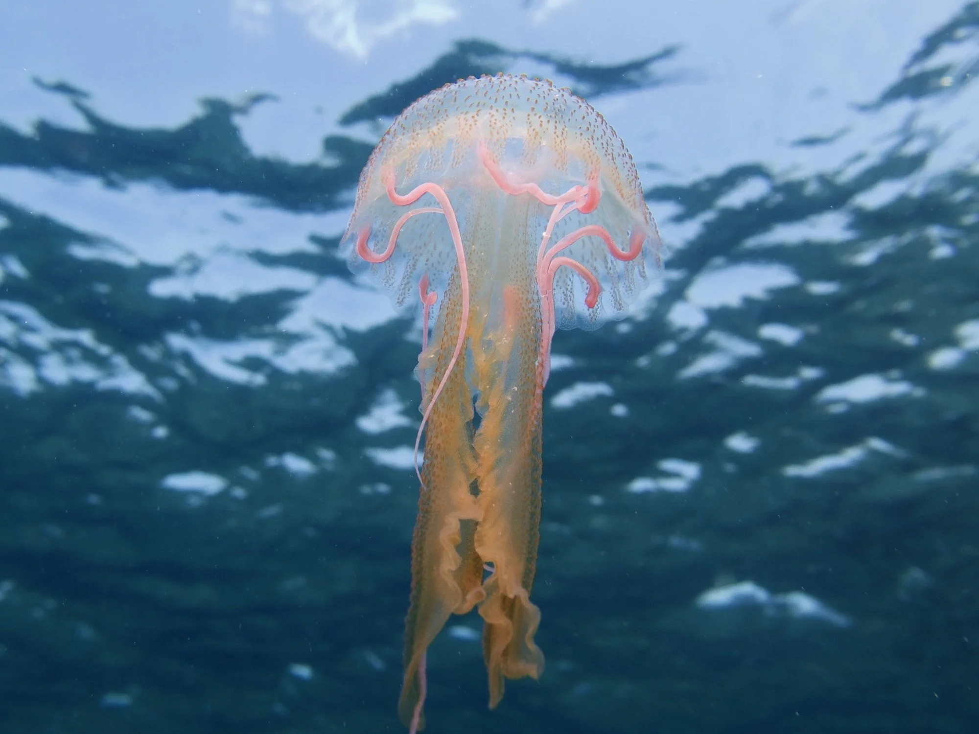 Pelagia noctiluca from the Mediterranean Sea