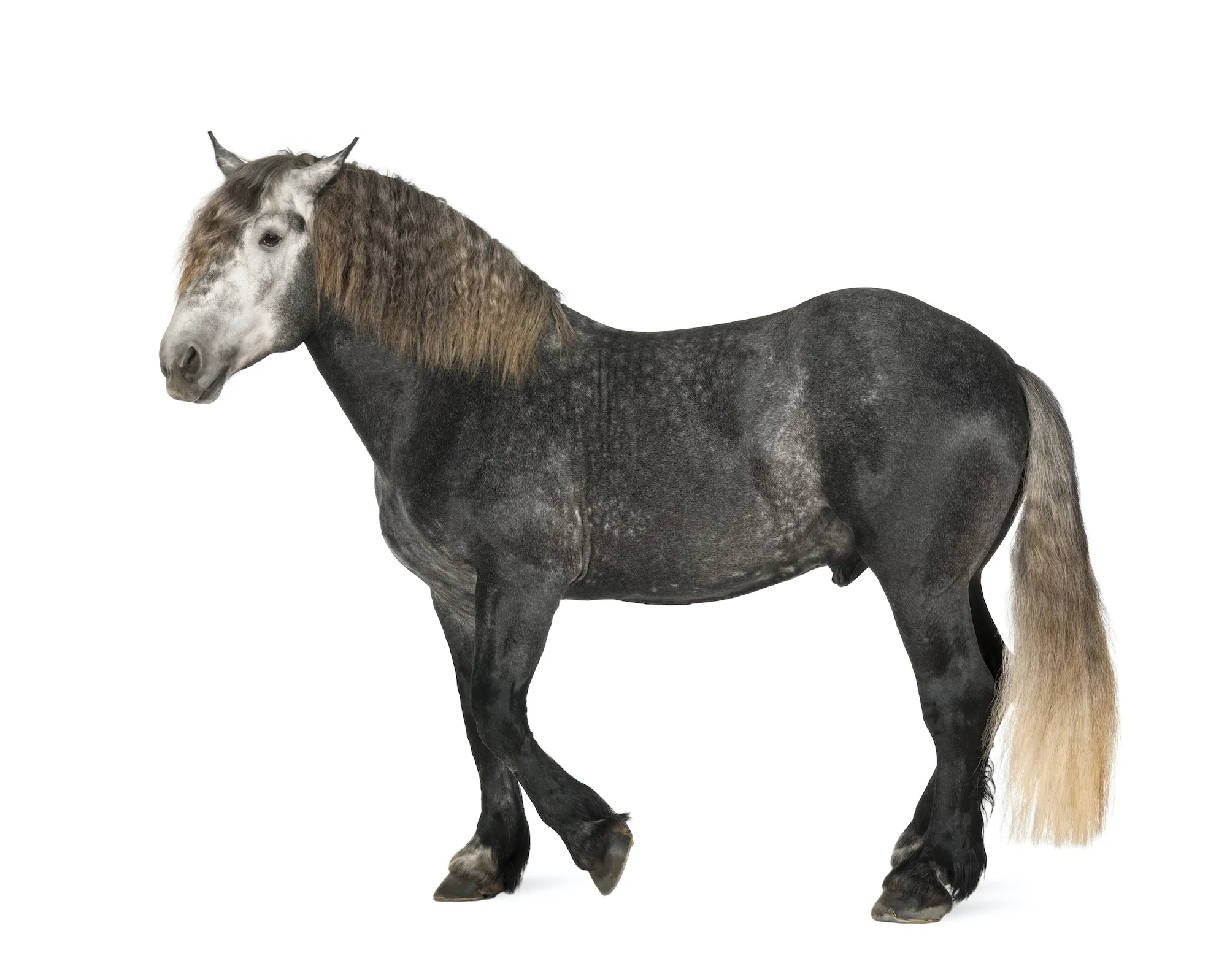 Percheron, 5 years old, a breed of draft horse, standing against white background
