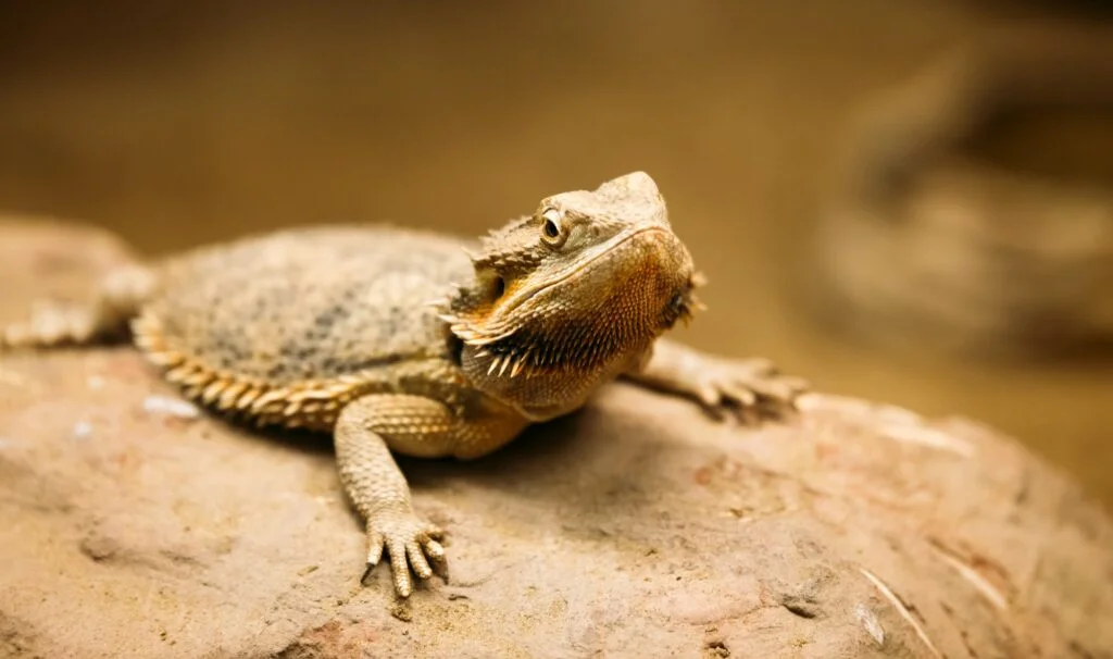 LAGARTO CORNUDO » Características, Que Come, Hábitat y Curiosidades. Lagarto Cornudo. Foto por Envato.