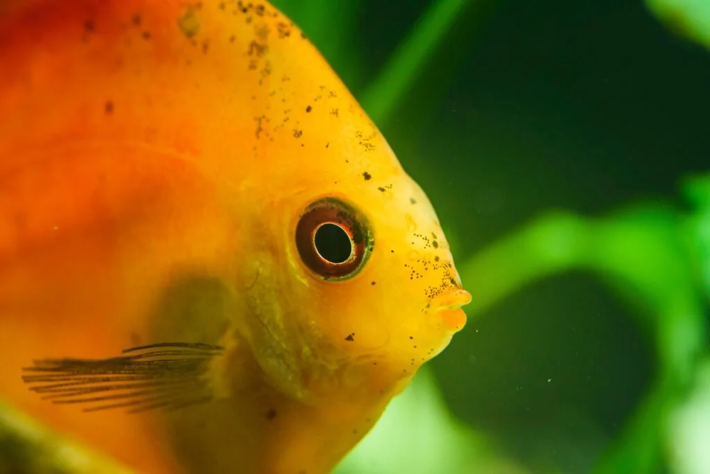 TAXONOMÍA DE LOS PECES » Descripción completa Taxonomía de los Peces. Foto por Envato.