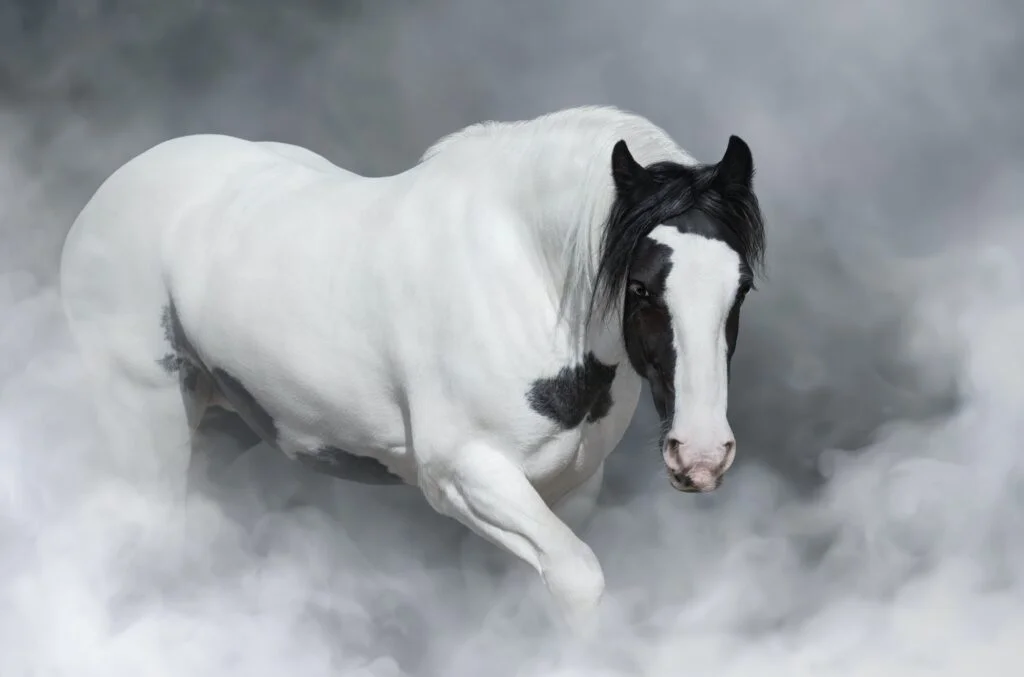CABALLO IRISH HUNTER » Características, Tipos, Usos Portrait of Irish tinker horse.