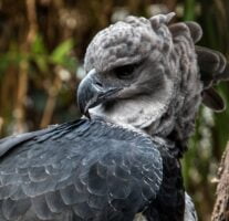 Portrait of the American Harpy eagle