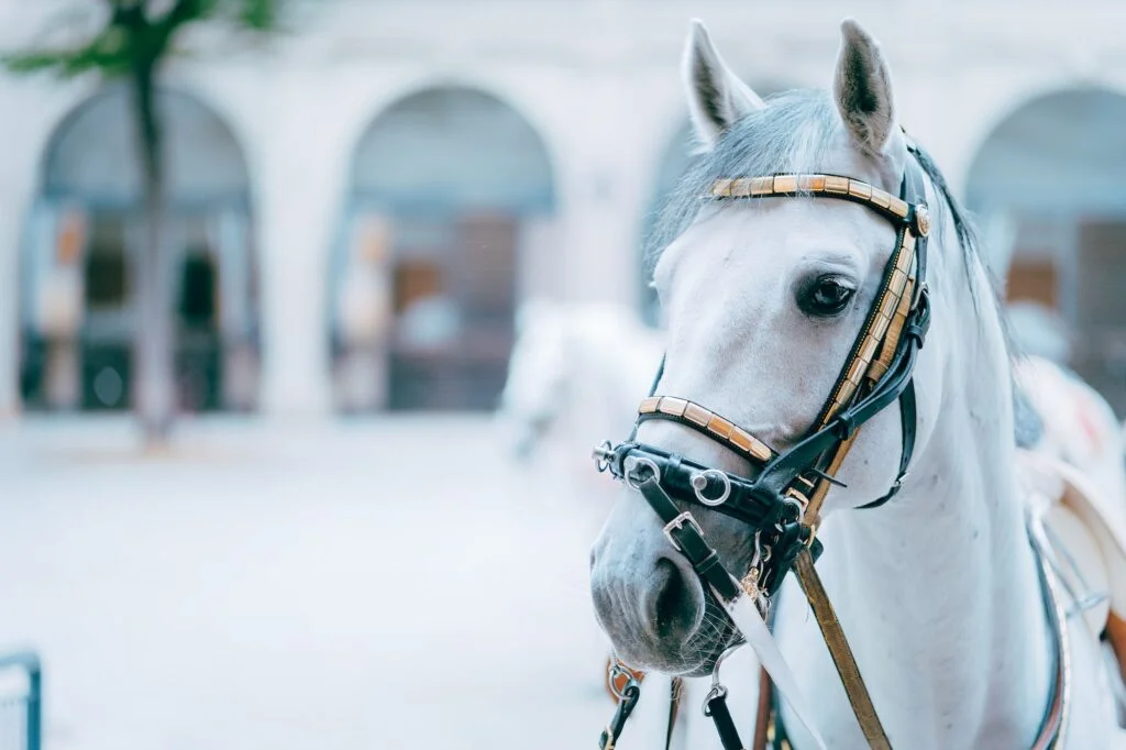 CABALLOS ESPAÑOLES » Características, Peso, Usos Portrait of the world famous Lipizzaner Stallion legendary White Stallions horse. Spanish Riding