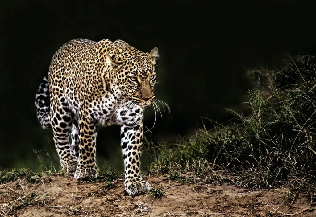 LEOPARDO AFRICANO » Características, Hábitat, Que come, Reproducción, Tipos De Leopardos Leopardo africano.