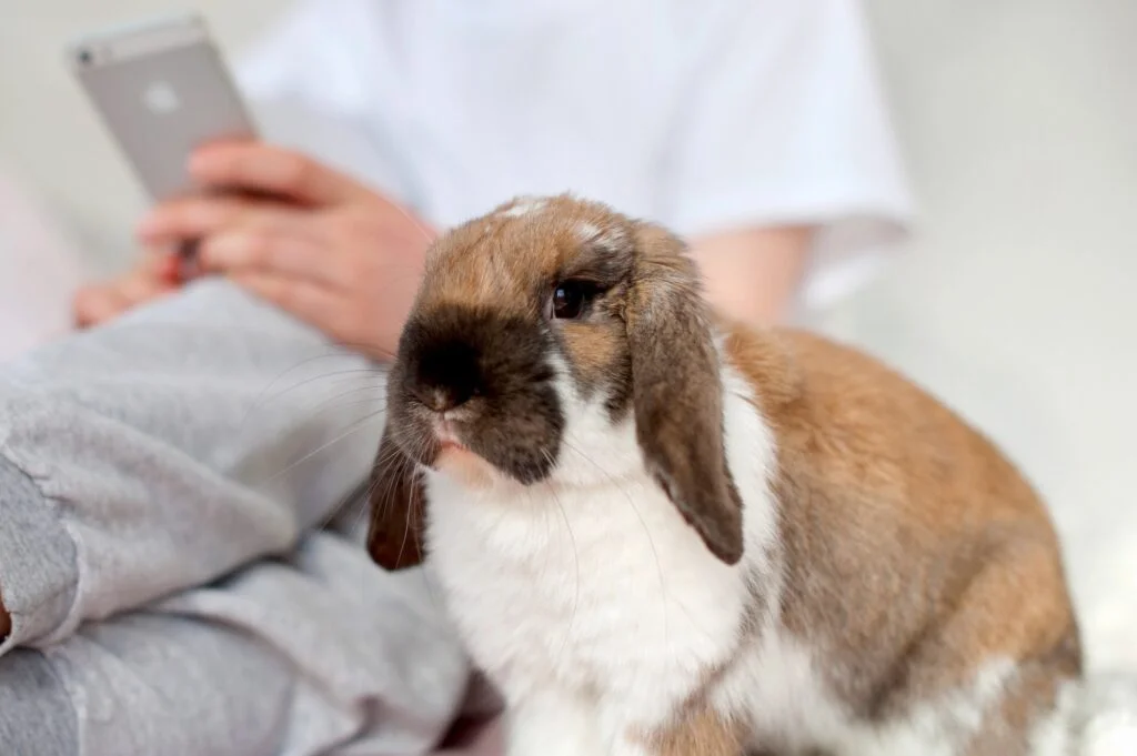 CONEJO BELIER » Características, hábitat, alimentación y cuidados rabbit