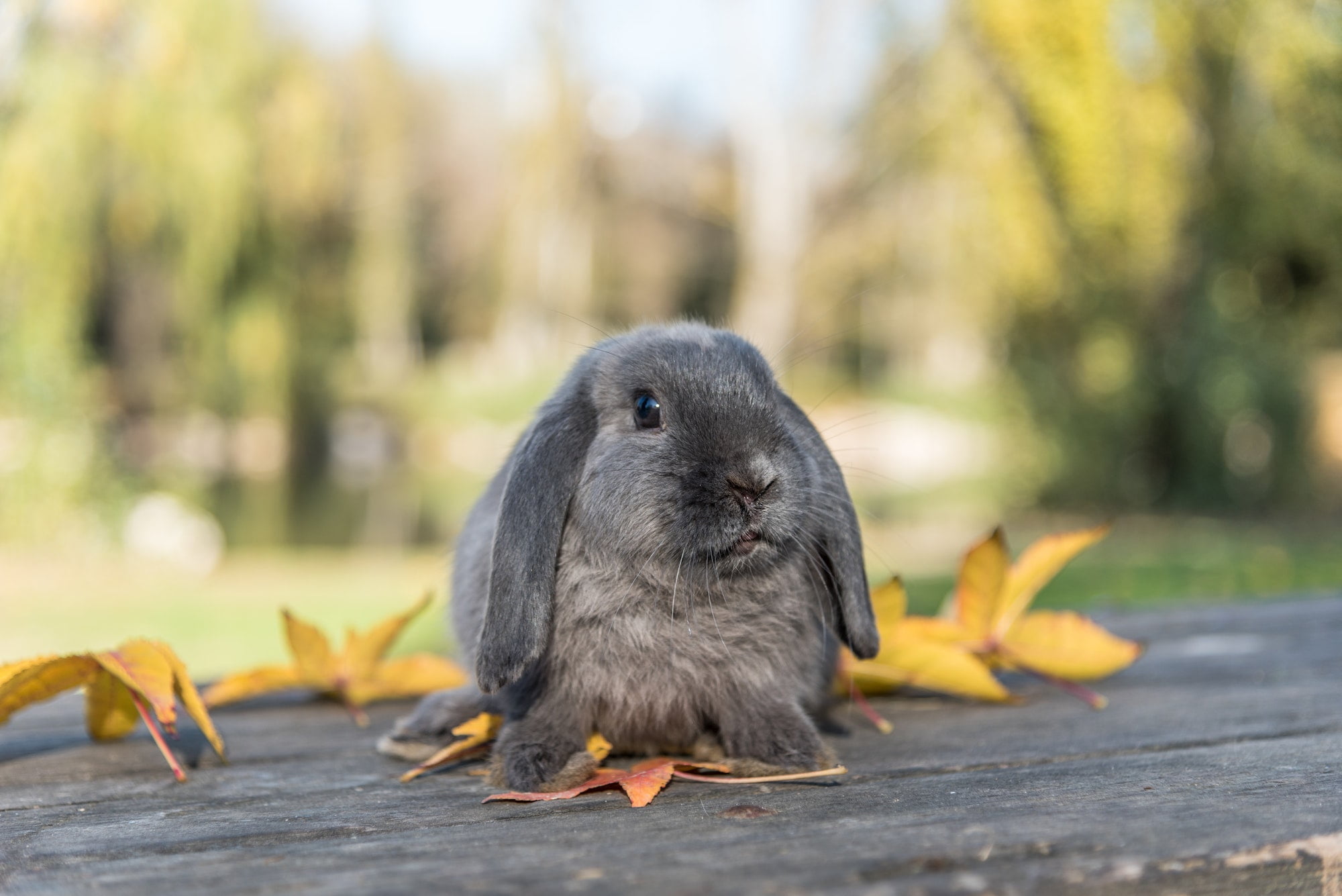 CONEJOS » Características, Hábitat, Alimento, Cuidados,