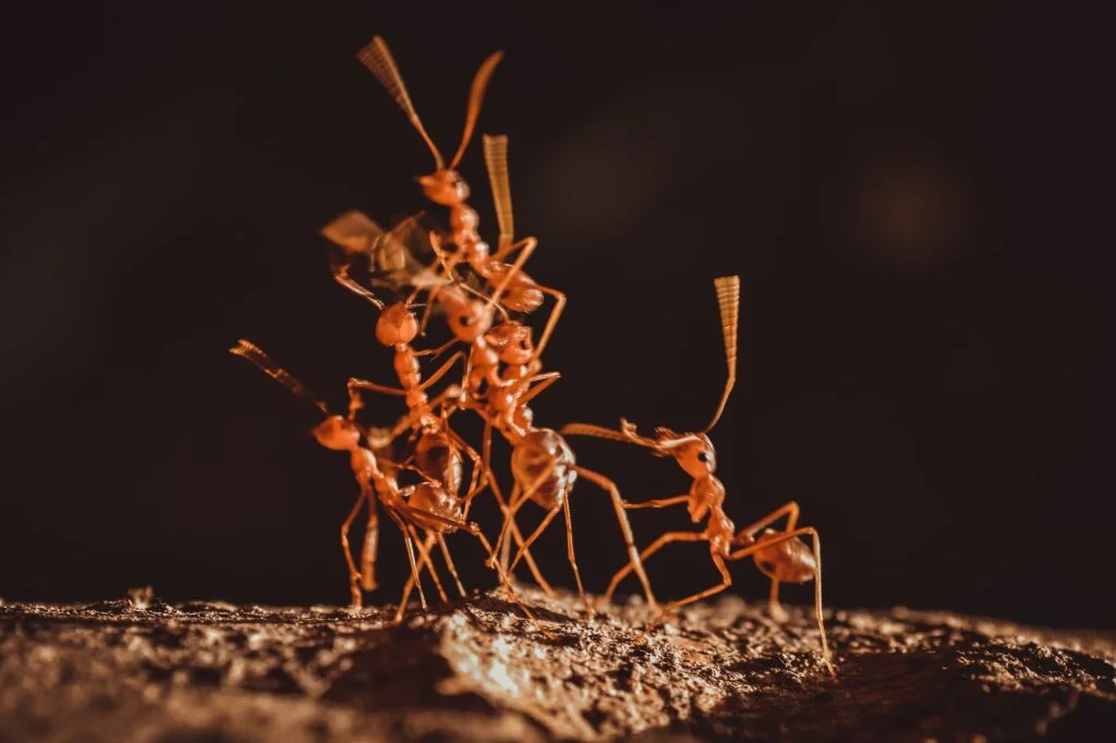 HORMIGAS ROJAS » Características, Organización y Tipos Red ant teamwork