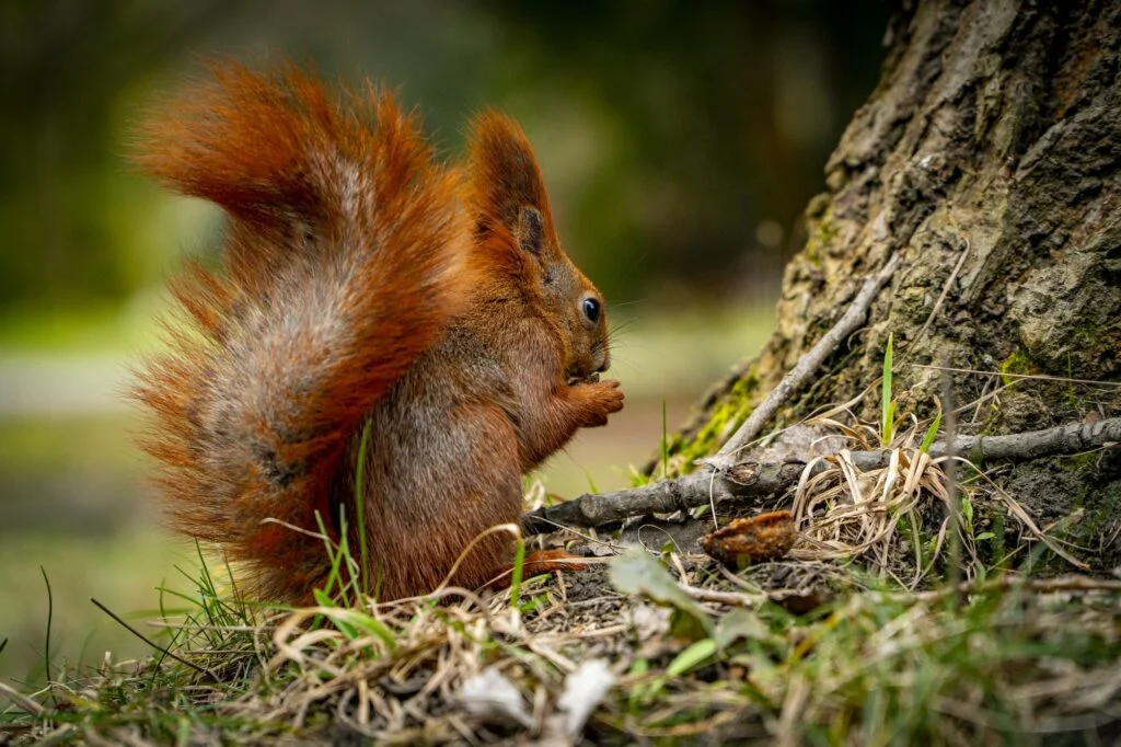 ARDILLA ROJA » Descripción, hábitat, alimentación Red squirrel.