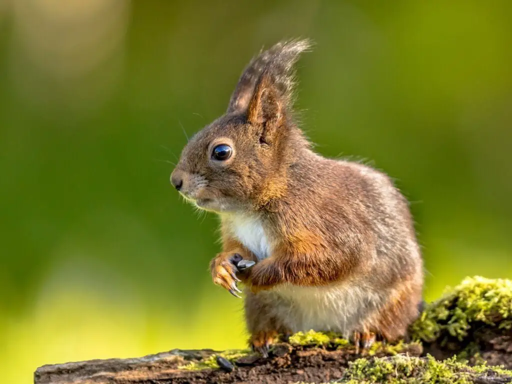 ARDILLA » Sus características, hábitos y cuidados Red squirrel portrait