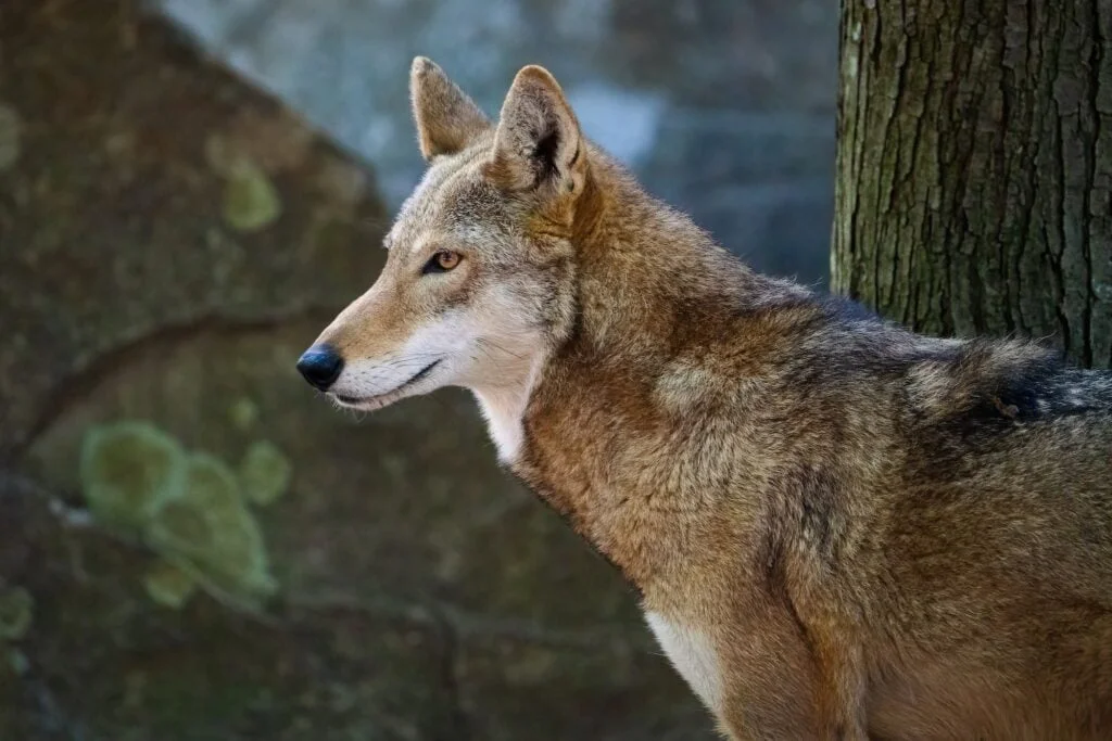 LOBO ROJO » Características, Hábitat, Alimentos, Reproducción, Tipos De Lobos Red Wolf