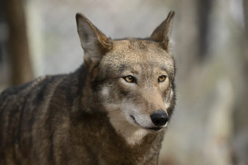 LOBO GRIS » Características, hábitat, alimentación, reproducción y ...