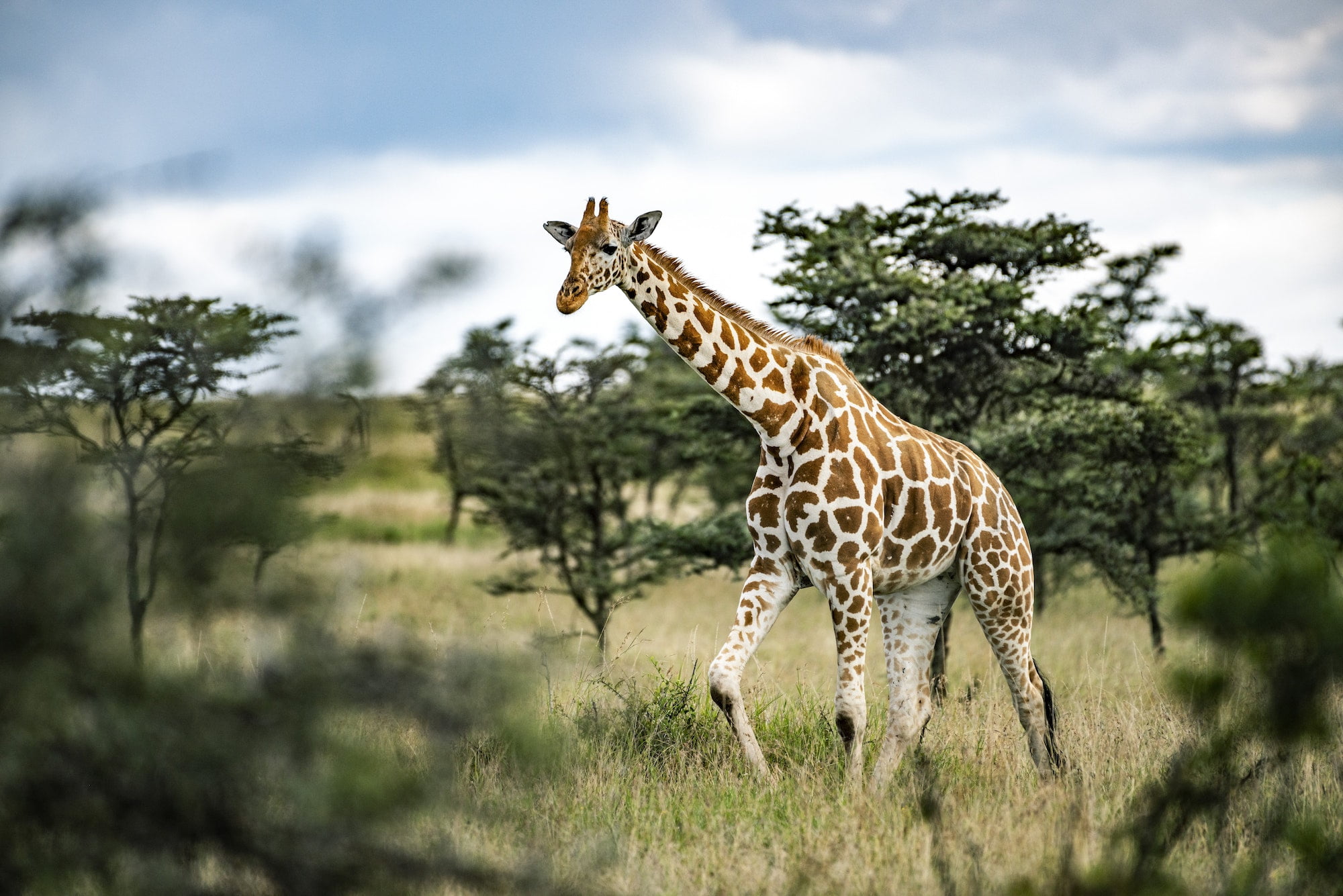Reticulated Giraffe (Giraffa reticulata) at El Karama Ranch, Laikipia County, Kenya