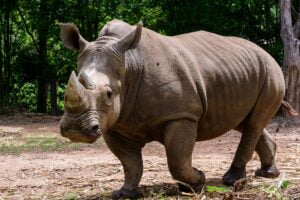 Rhinoceros is a large mammals, Endangered animal
