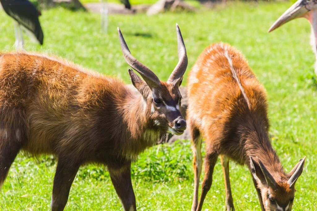 ANIMALES MAMÍFEROS » Un mundo de posibilidades Roe deers on the meadow. Zoo, wild animals and mammal concept