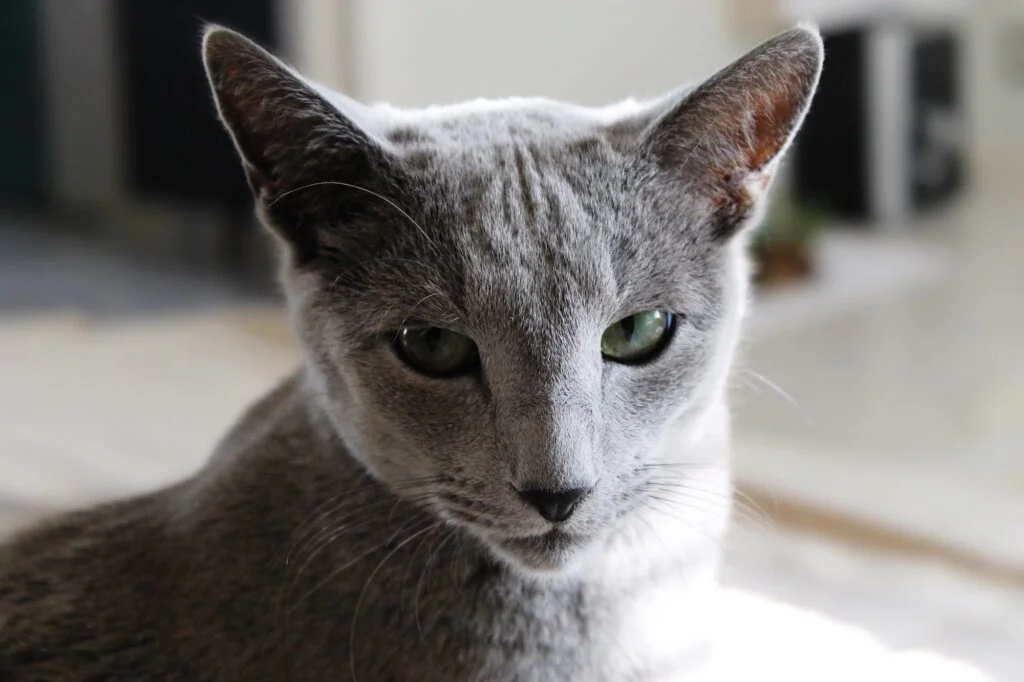GATO AZUL RUSO » Características, alimentación, razas y reproducción Russian blue cat