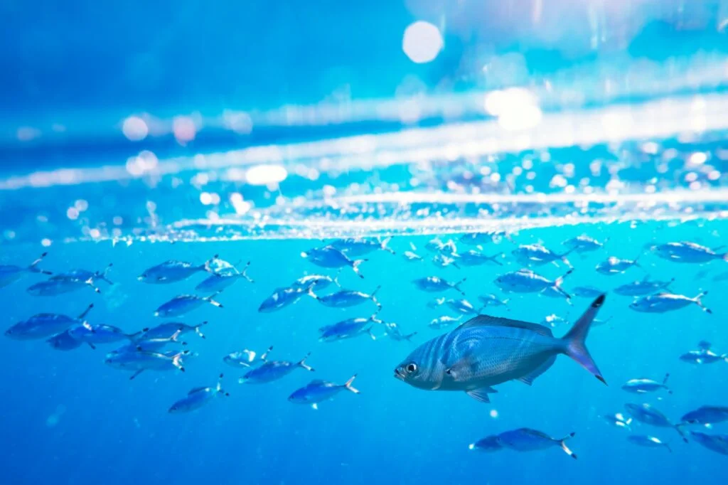 PECES » Características, Alimentación, Reproducción Peces. Foto por Envato.