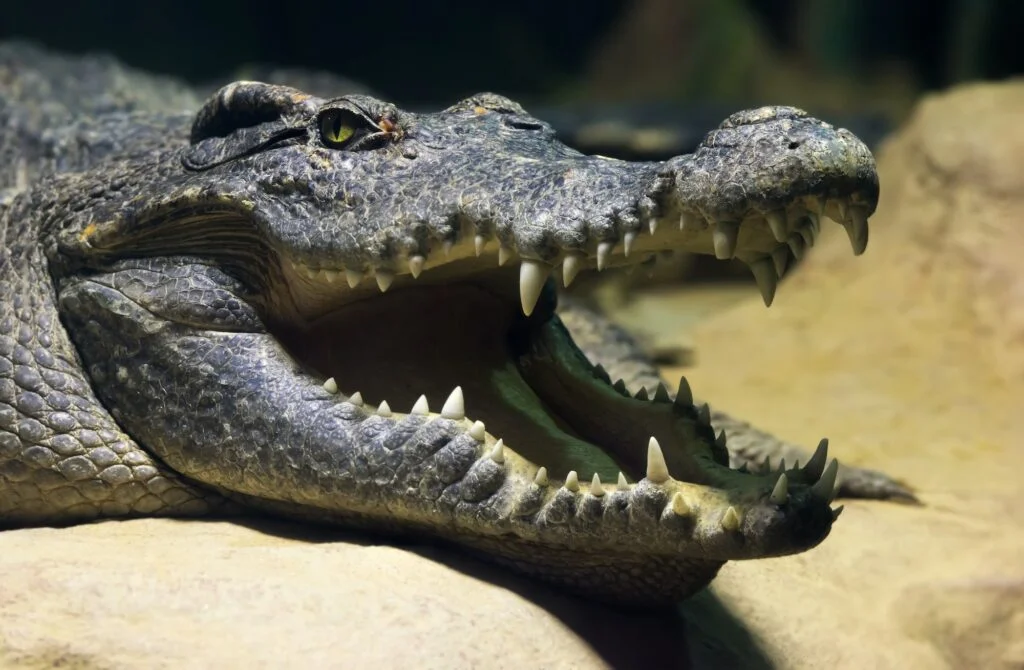 COCODRILO DE ASIA » Características Tamaño, Peso, Hábitat Siamese freshwater crocodile smiling