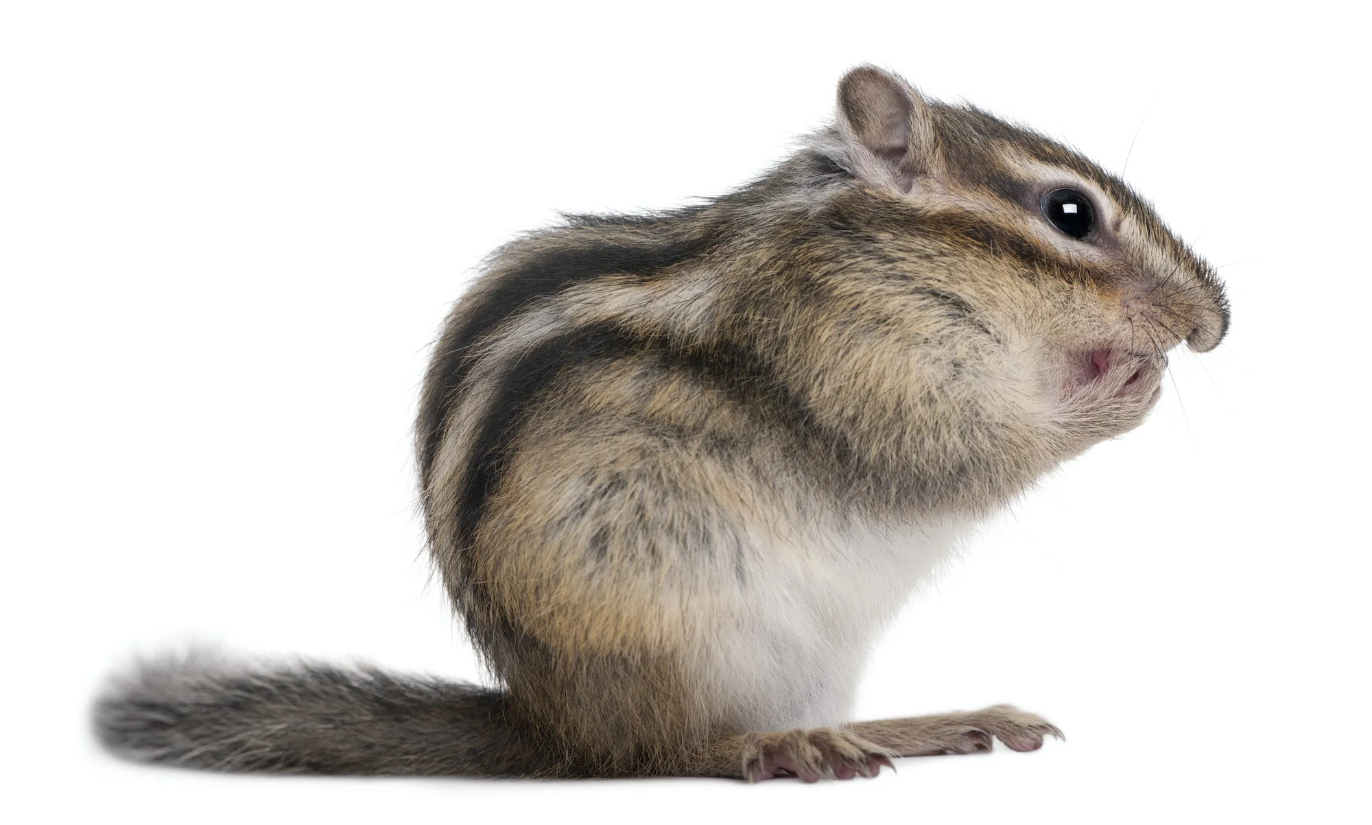 Siberian chipmunk, Euamias sibiricus, in front of white background