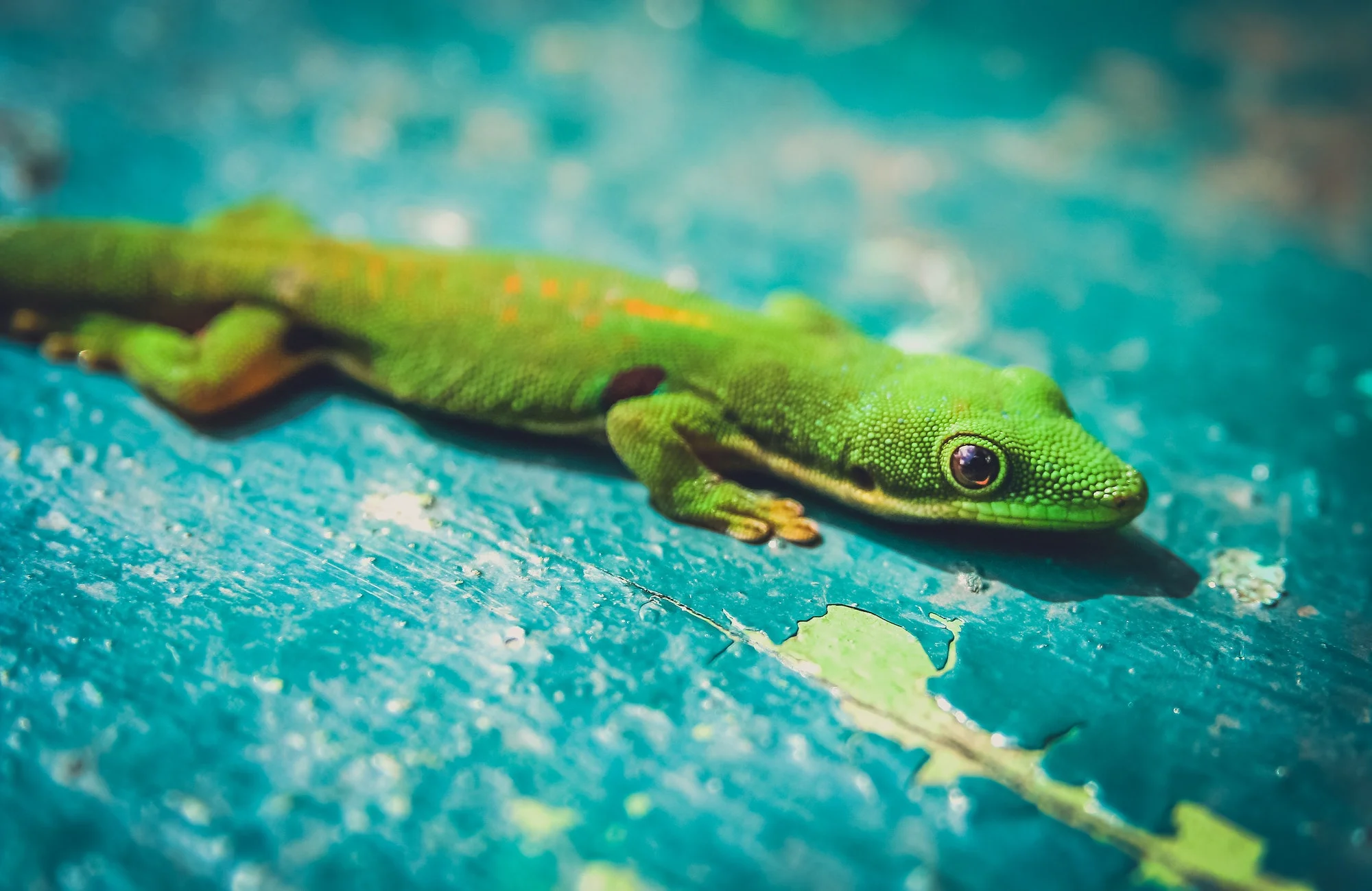 Small green gecko