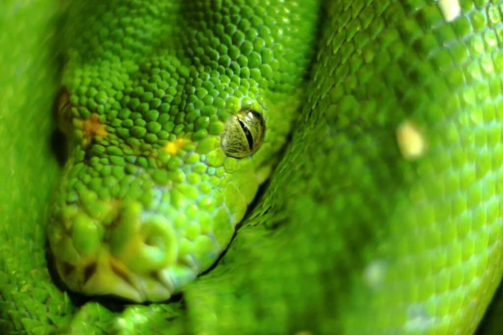 SERPIENTE » Características, Alimentación, Reproducción, Especies Serpiente. Foto por Envato.