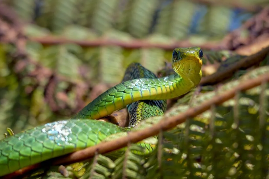 SERPIENTE » Características, Alimentación, Reproducción, Especies Serpiente. Foto por Envato.