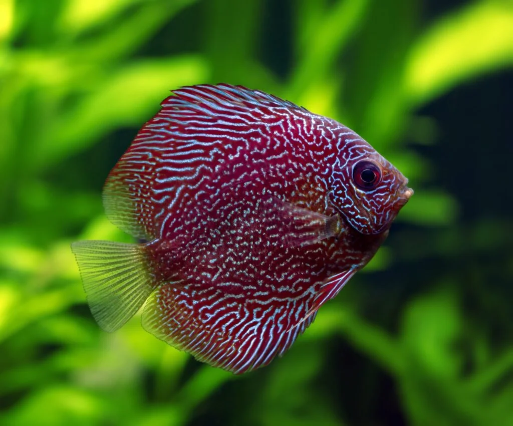 PECES » Características, Alimentación, Reproducción Pez Disco. Foto por Envato.