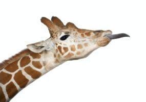 Somali Giraffe, commonly known as Reticulated Giraffe, Giraffa camelopardalis reticulata