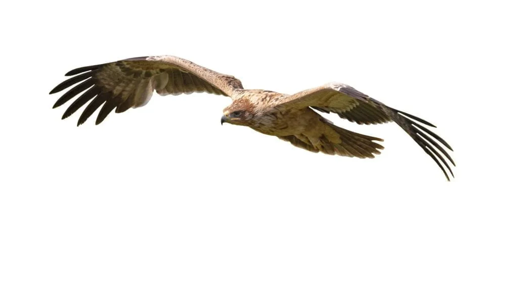 ÁGUILA IMPERIAL IBÉRICA » Conoce sus características Spanish imperial Eagle flying on White Background