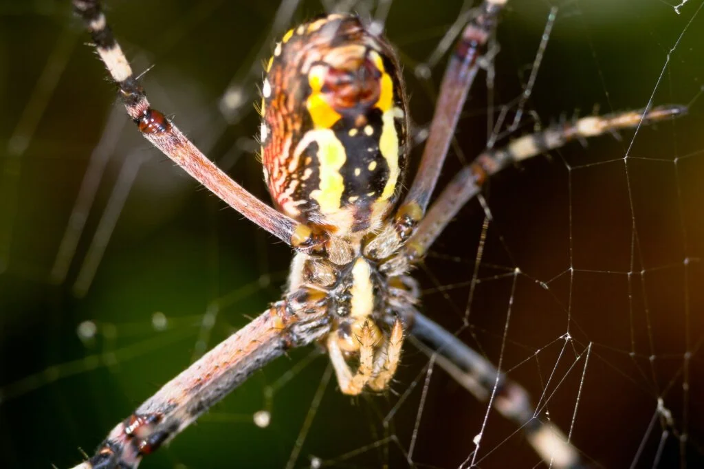 ARAÑA AVISPA» Características, Hábitat, Veneno Araña Avispa. Foto por Envato.