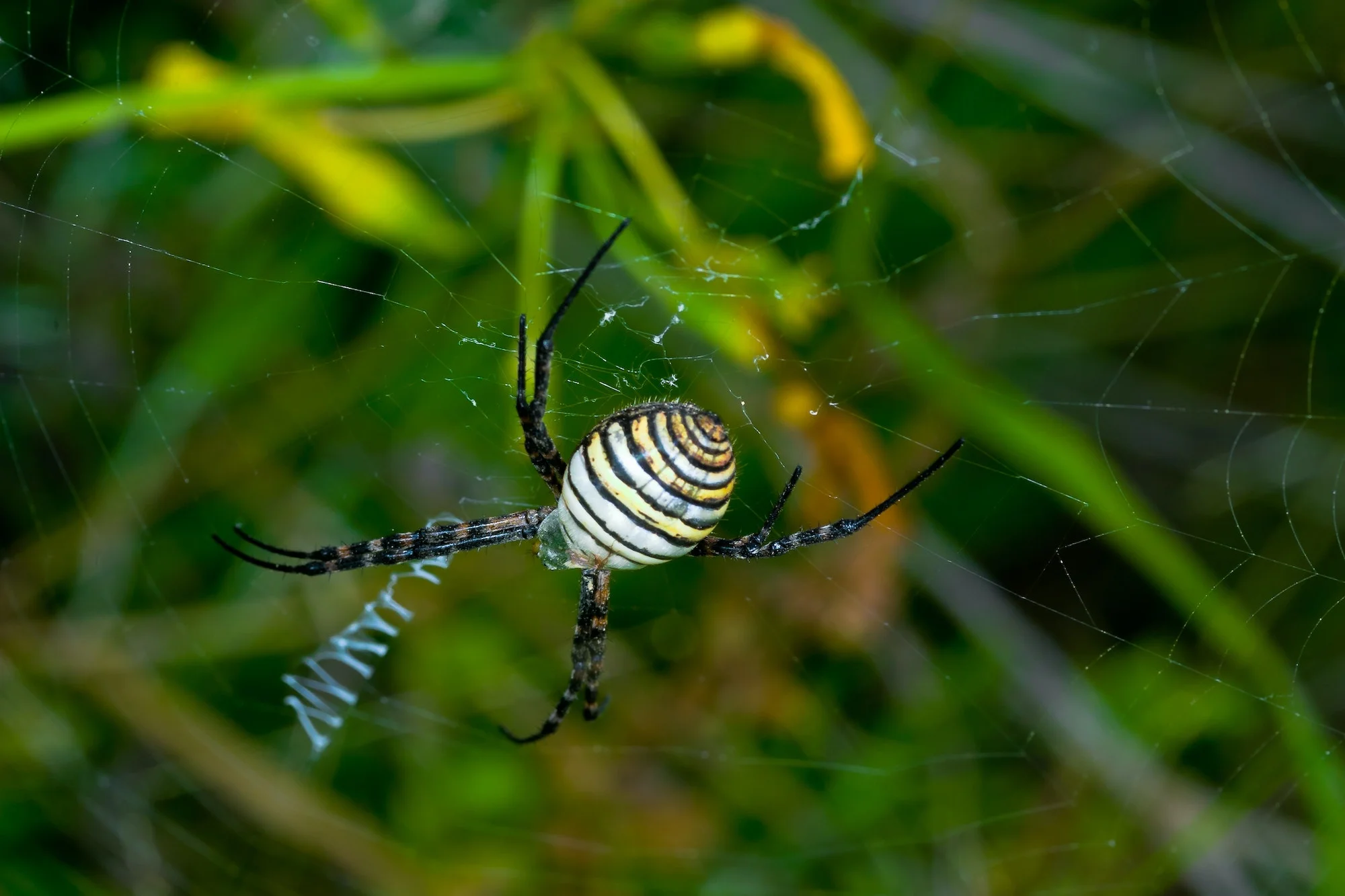 Araña Avispa. Foto por Envato.