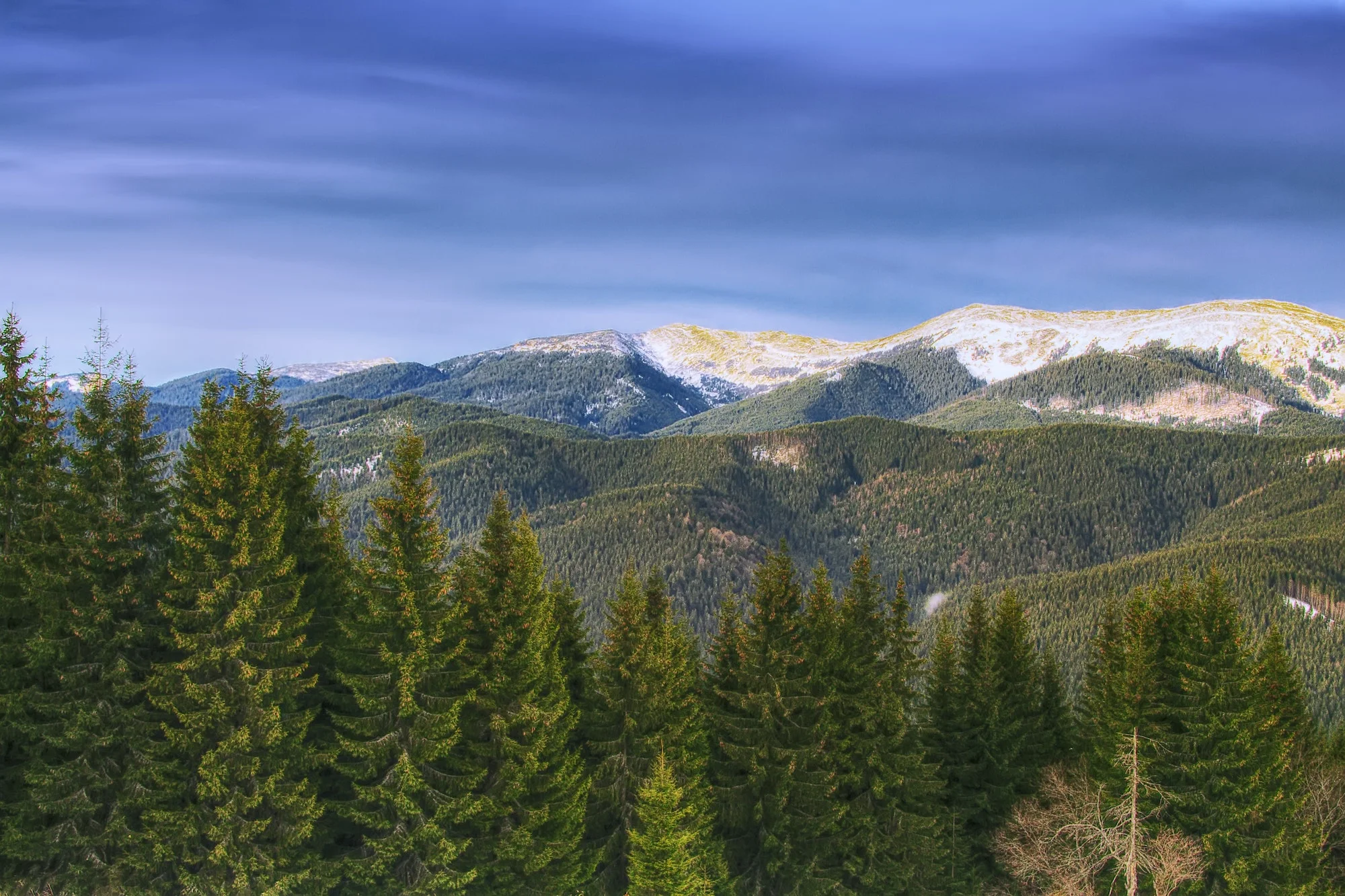 Spring mountain landscape with snowcapped montaines and fir fore