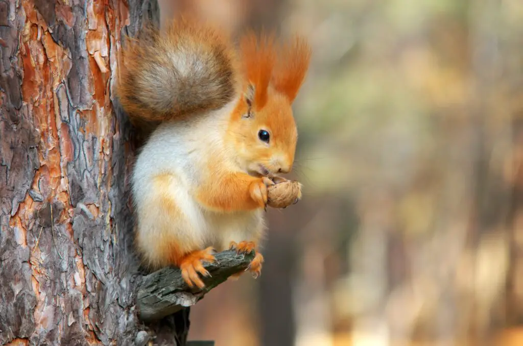 ARDILLA » Sus características, hábitos y cuidados Squirrel on the tree