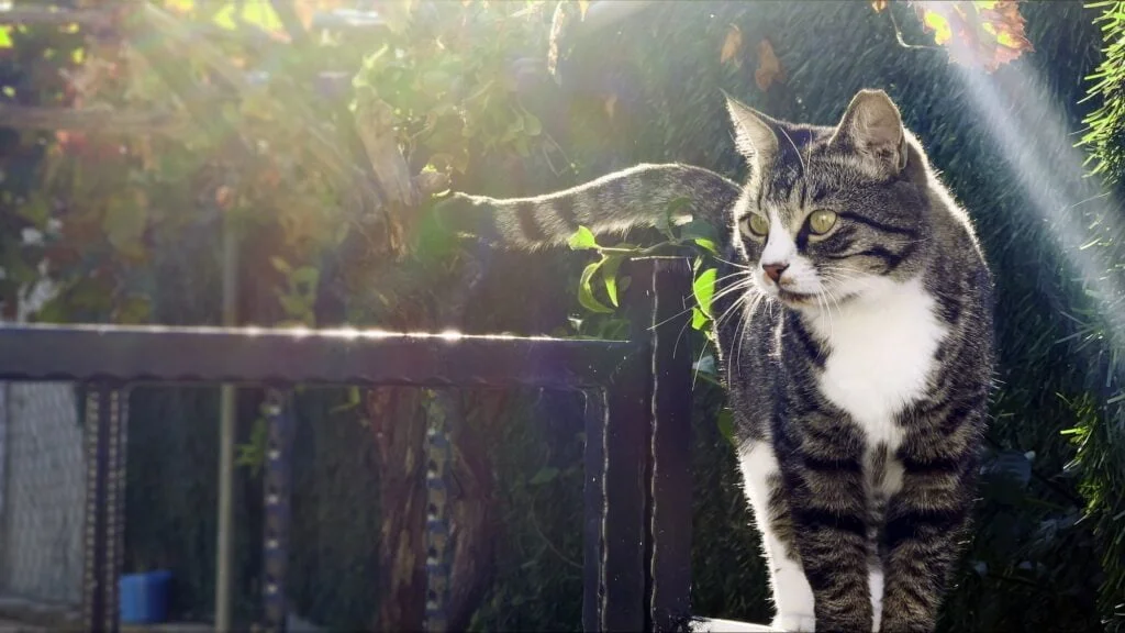 ANIMALES MAMÍFEROS » Un mundo de posibilidades Sweet Mammal Animal Pet Cat