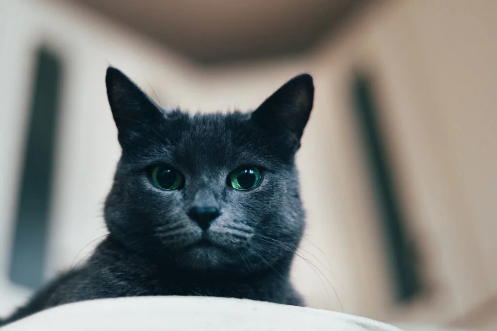 GATO AZUL RUSO » Características, alimentación, razas y reproducción Gato Azul Ruso. Foto por Envato.