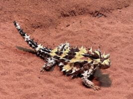 Thorny devil in the Australian outback