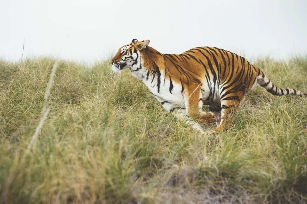 TIGRE » De dónde viene, Cómo es, Qué come Tiger in green grass