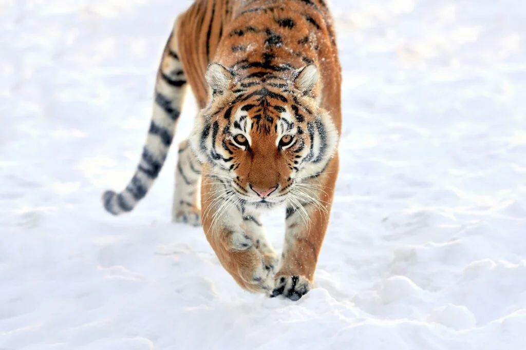 TIGRE » De dónde viene, Cómo es, Qué come Tiger in snow