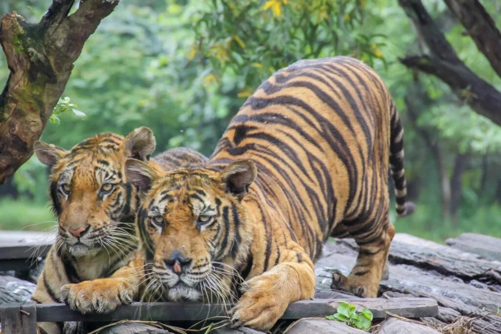 TIGRE » De dónde viene, Cómo es, Qué come Tigers