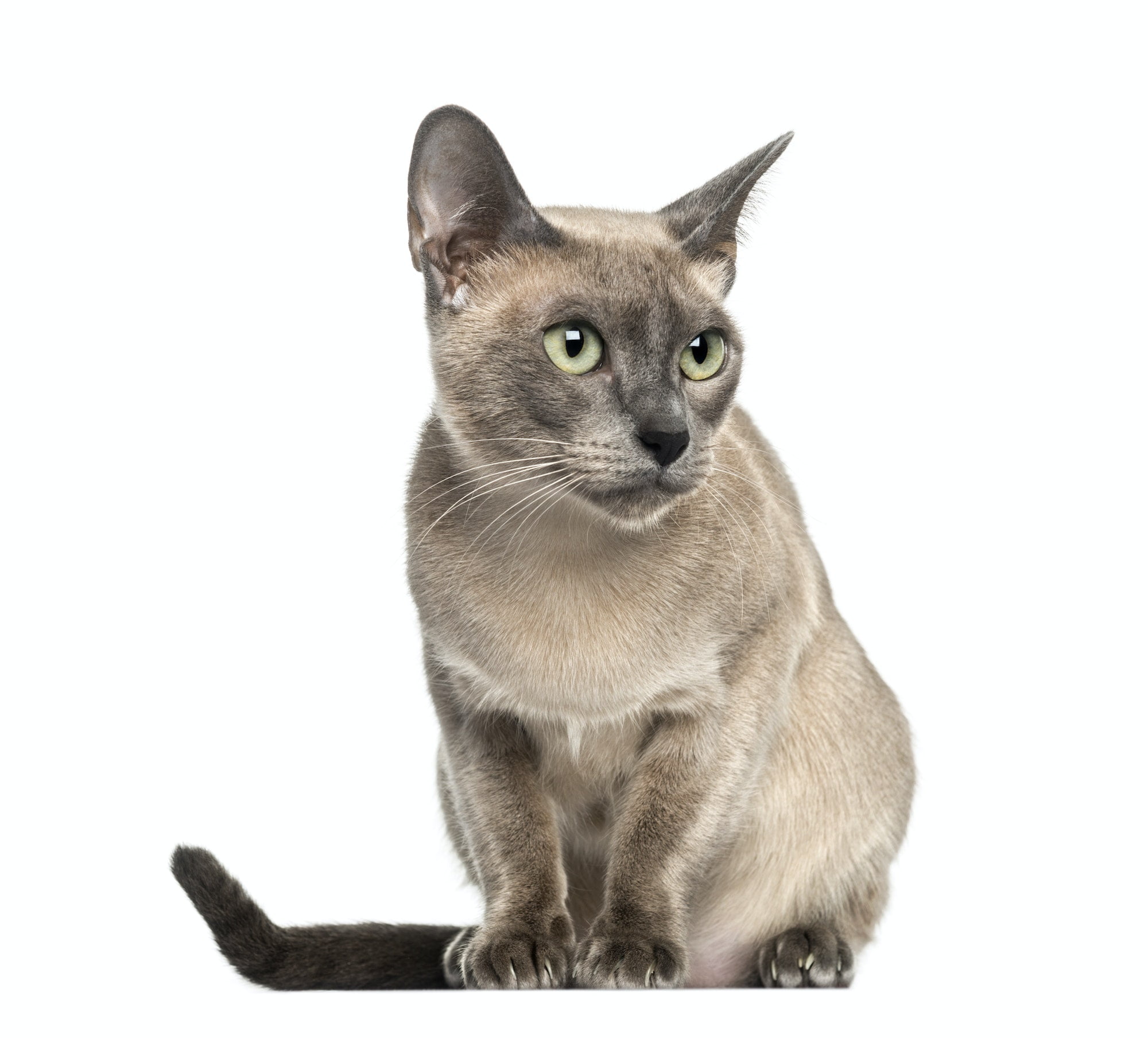 Tonkinese sitting, isolated on white (18 months old)