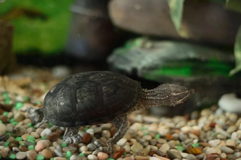 TORTUGA» Características, Hábitat, Extinción Tortuga. Foto por Envato.