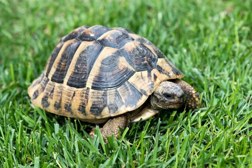 TORTUGA» Características, Hábitat, Extinción Tortuga. Foto por Envato.
