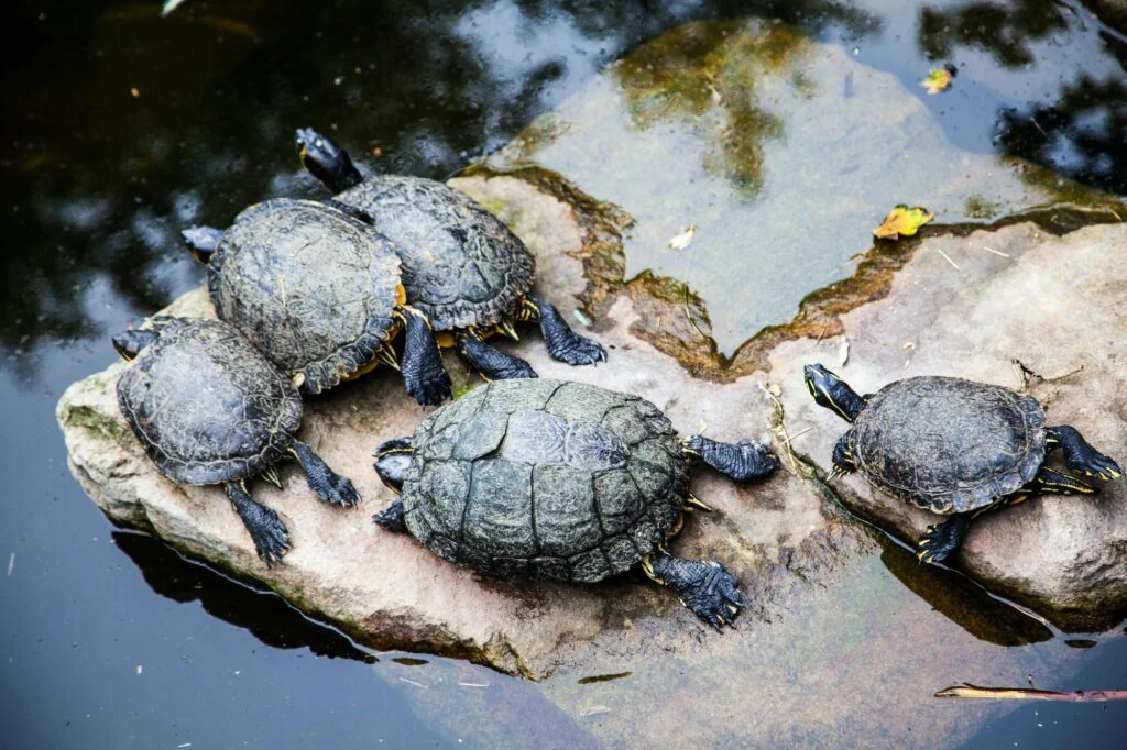 TORTUGA» Características, Hábitat, Extinción Tortuga. Foto por Envato.